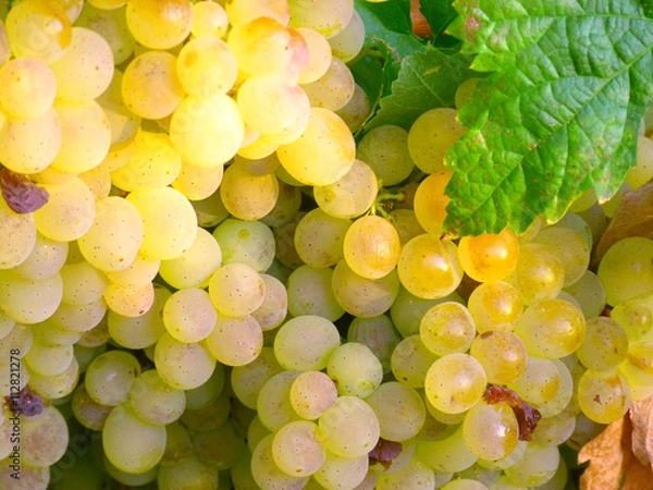 Fototapeta Cluster of white grapes on the vine
