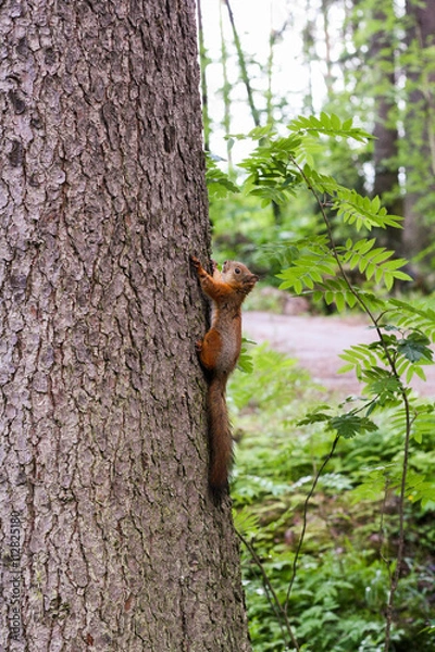 Fototapeta Red squirrel keeps the claws of a tree trunk in green summer forest.
