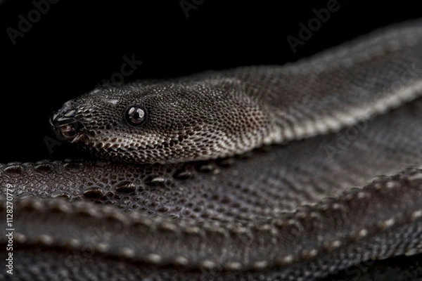 Obraz Dragon snake (Xenodermus javanicus)