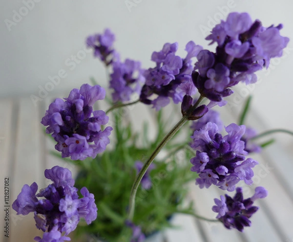 Obraz Beautiful lavender