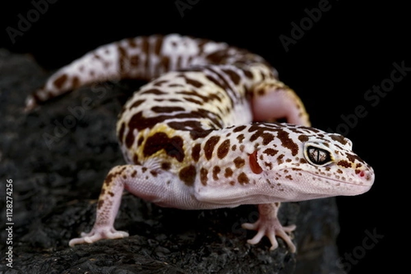 Obraz West Indian Leopard Gecko (Eublepharis fuscus)