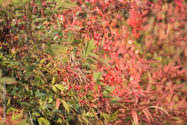 Fototapeta Image of the leaves and fruit of the namcheong tree in bloom along the Daecheongcheon Stream Trail