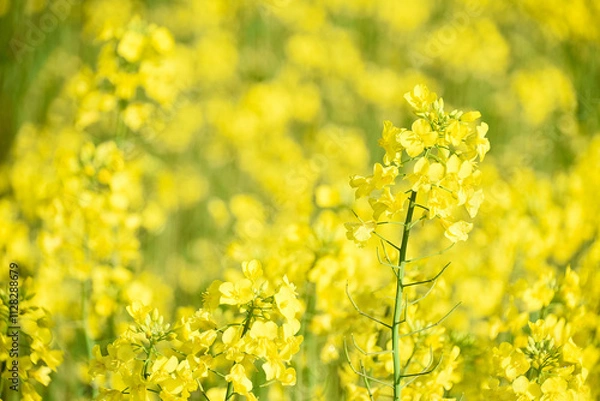 Obraz 満開の菜の花