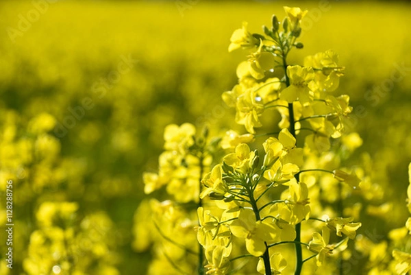 Obraz しずくの残る菜の花