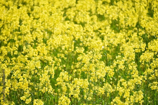 Obraz 一面の菜の花