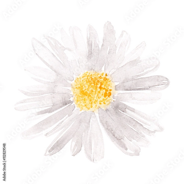 Fototapeta Stokrotka