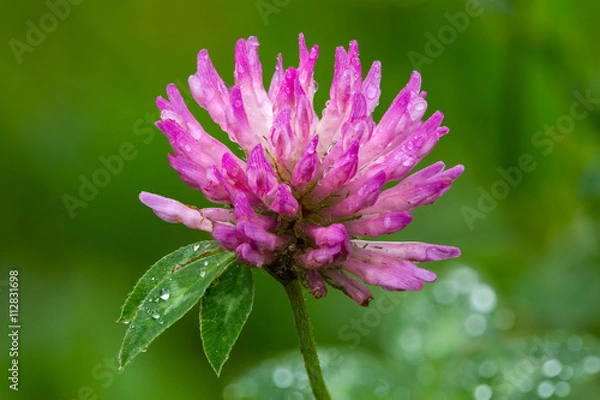 Fototapeta red clover (Trifolium pratense)