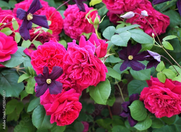 Fototapeta 薔薇とクレマチス、バラとクレマチスの背景