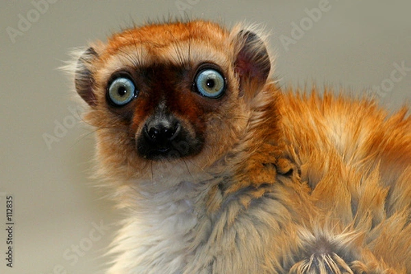 Obraz lémurien