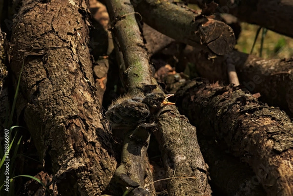 Fototapeta A small, not yet fully fledged thrush chick sits on wooden tree trunks and calls its parents.