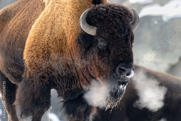 Obraz Żubr (Bison bison) oddychający w mroźną zimę