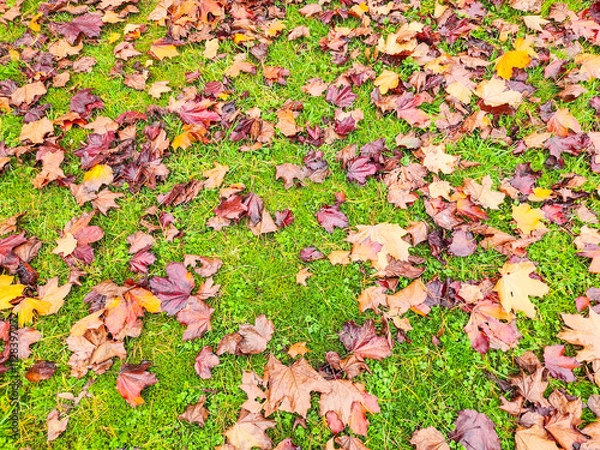 Fototapeta Fall colors