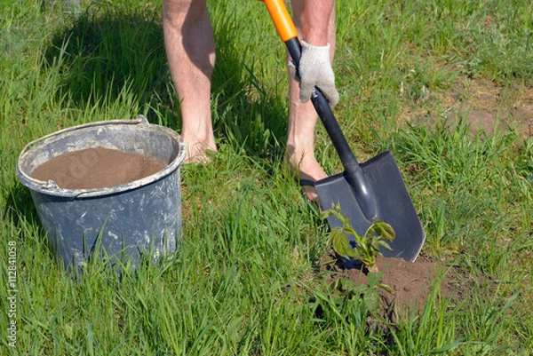 Fototapeta Man planting seedlings