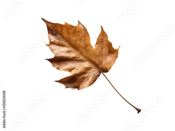 Fototapeta falling dry leaf on transparent background
