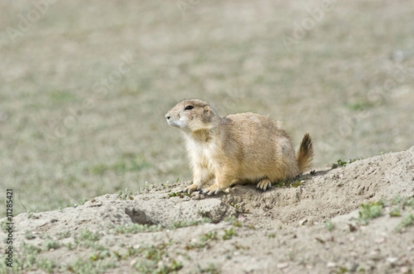 Obraz Prairie dog