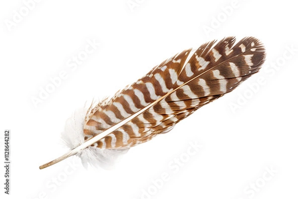 Obraz Enchanting hawk feather positioned for appreciation, highlighting its graceful form and colors isolated on transparent background