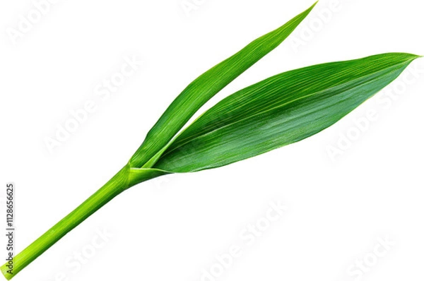 Fototapeta Vibrant green leaf with a glossy finish