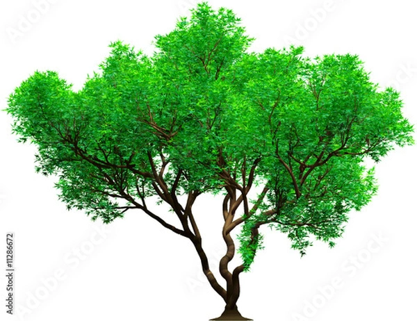Obraz 3d tree platan green