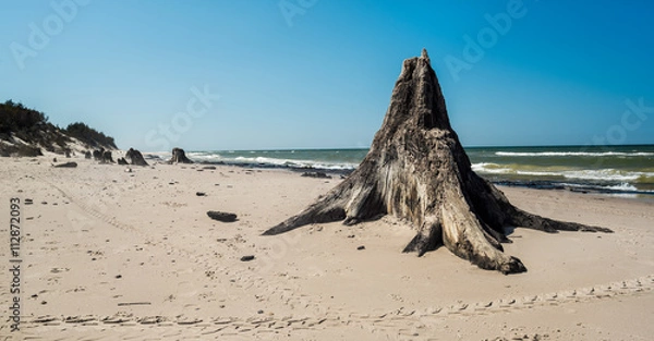 Fototapeta Stary las na plaży z pieniami drzew