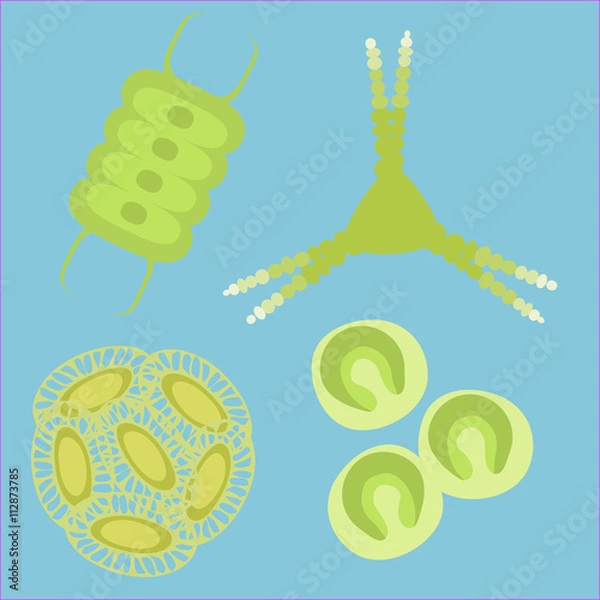 Obraz phytoplankton small organisms