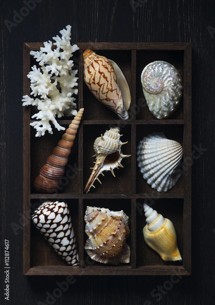 Fototapeta Shadow box with collection of sea shells