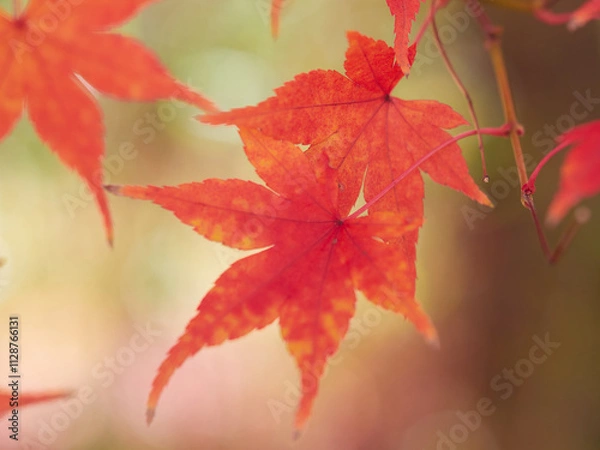 Fototapeta 冬の昼の森の紅葉の美しい風景