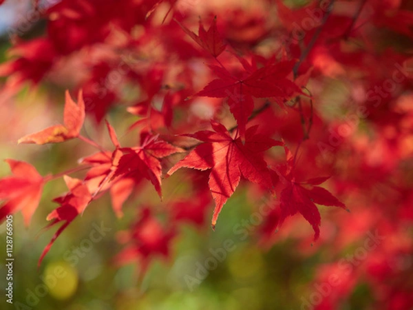 Fototapeta 冬の昼の森の紅葉の美しい風景
