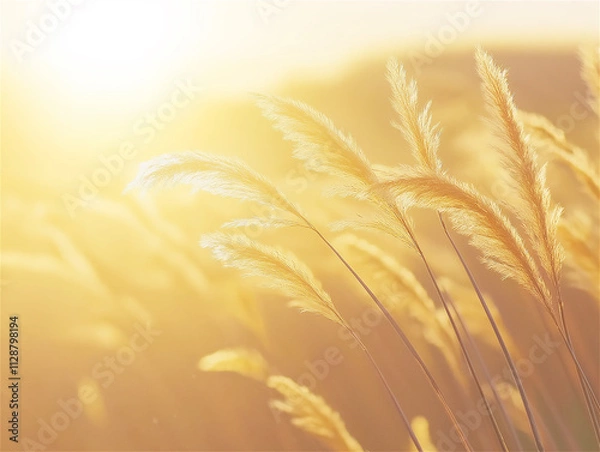 Fototapeta Golden wheat field illuminated by the warm sunlight during a tranquil summer evening, with rich textures and space for text, representing natural beauty and agriculture.