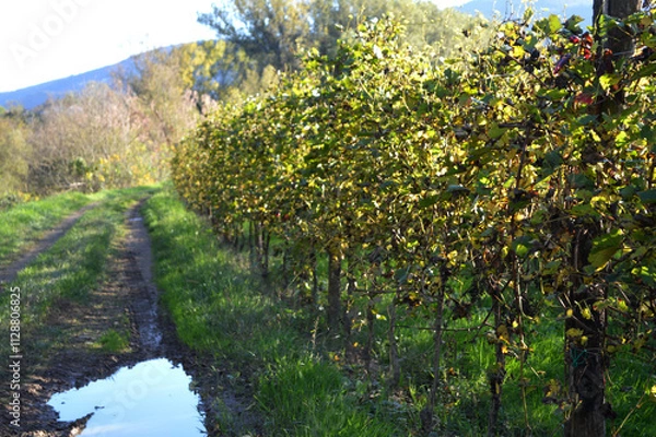 Fototapeta spring in the vineyard 