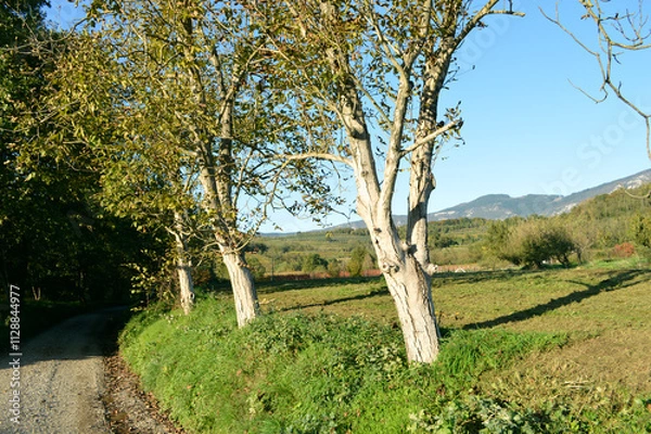 Fototapeta Trees down the road 