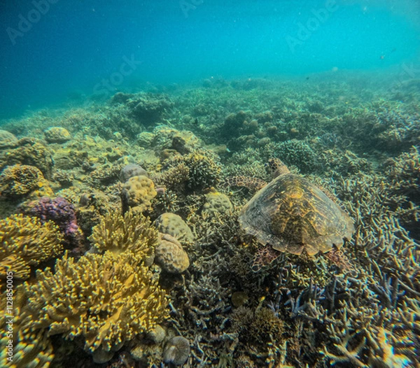 Obraz Turtle on corals