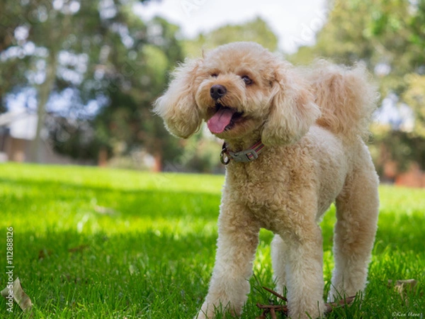 Obraz A cavoodle having fun in a park