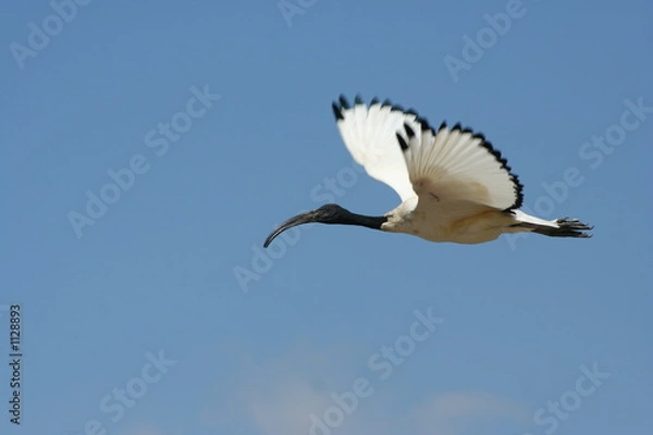 Obraz vol d'ibis