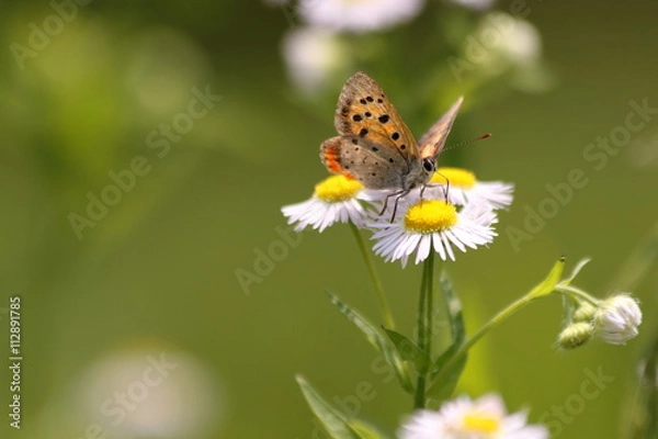 Fototapeta かわいいベニシジミ
