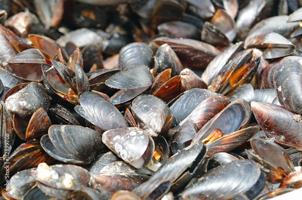 Fototapeta мидии