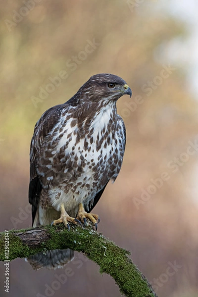 Obraz Common Buzzard (Buteo buteo)