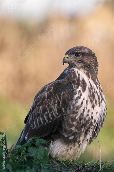 Obraz Common Buzzard (Buteo buteo)