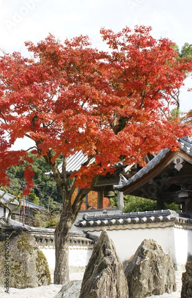 Fototapeta 古寺の紅葉