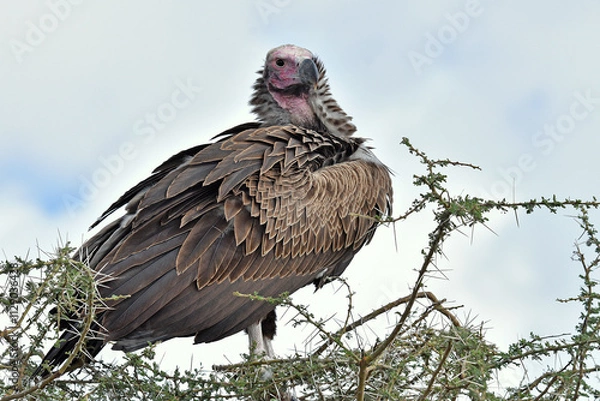 Fototapeta Ohrengeier 