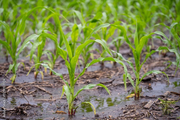 Fototapeta Wet and muddy rows in a corn field after a rain downpour.