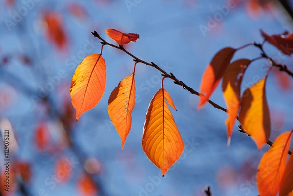 Obraz 赤く色づいた桜の葉（紅葉）