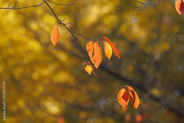 Obraz 赤く色づいた桜の葉（紅葉）