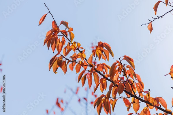 Obraz 赤く色づいた桜の葉（紅葉）