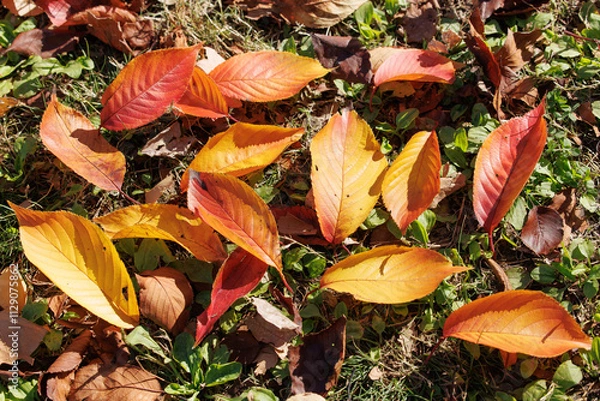 Obraz 赤く色づいた桜の葉（紅葉）