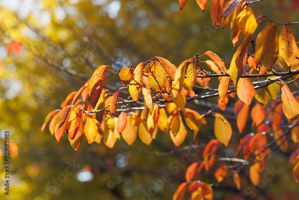 Obraz 赤く色づいた桜の葉（紅葉）