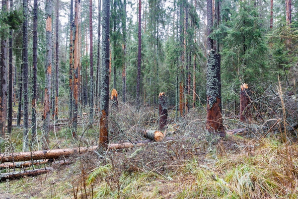 Fototapeta The trees affected by the bark beetle were broken during the hurricane.