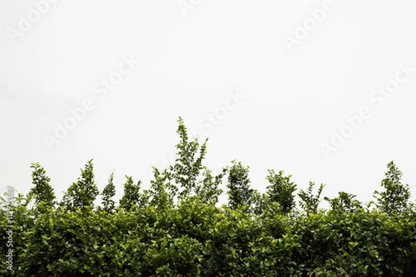 Obraz Top of tree fence