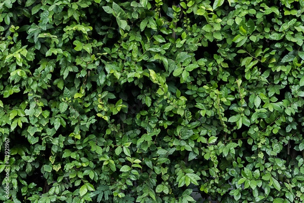 Obraz Leaf background