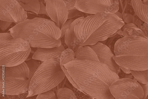 Fototapeta Mocha Mousse color leaf texture, nature monochrome background. Color of the year 2025. High quality photo