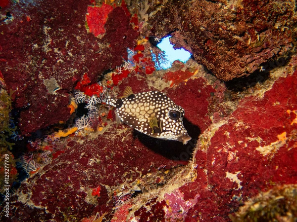 Obraz underwater life